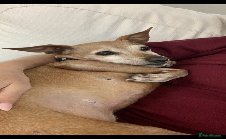 Miniature Pinscher dogs - Advert 1