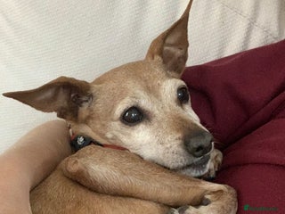 Miniature Pinscher dogs - Advert 1