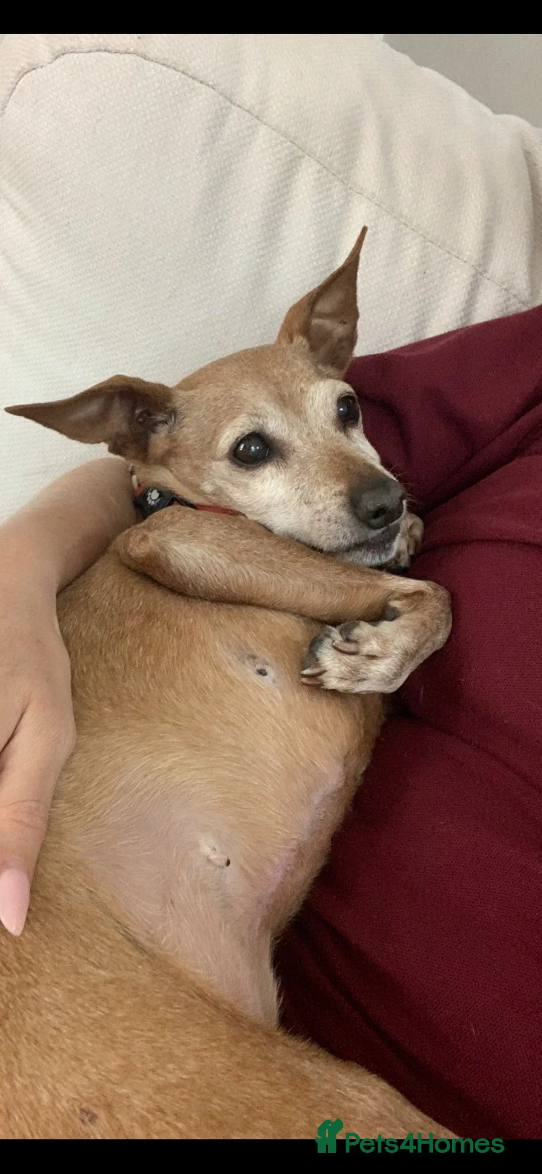 Miniature Pinscher dogs for adoption: Our pensioner miniature pinscher - Advert 1