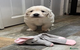 Golden Retriever dogs for sale: Gorgeous KC Reg Golden Retriever Puupies - Image 7