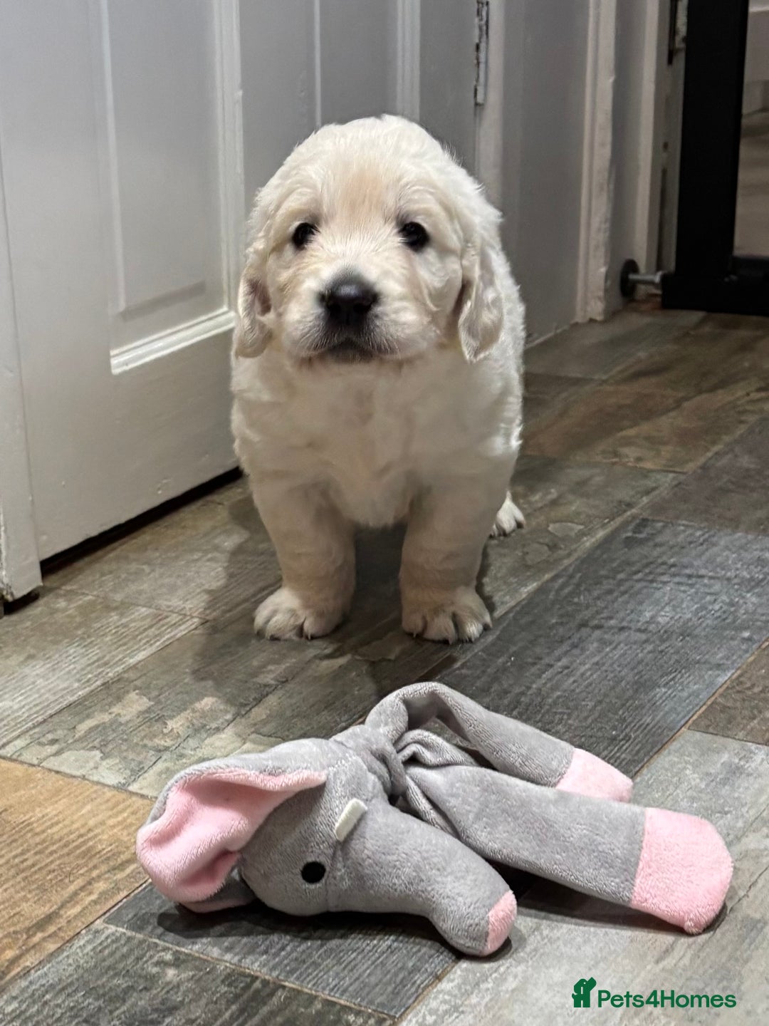 Golden Retriever dogs for sale: Gorgeous KC Reg Golden Retriever Puupies - Image 7