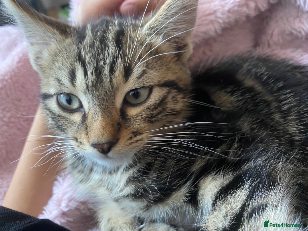 Mixed Breed cats for sale: BEAUTIFUL TABBY MALE FOR SALE  - Image 6