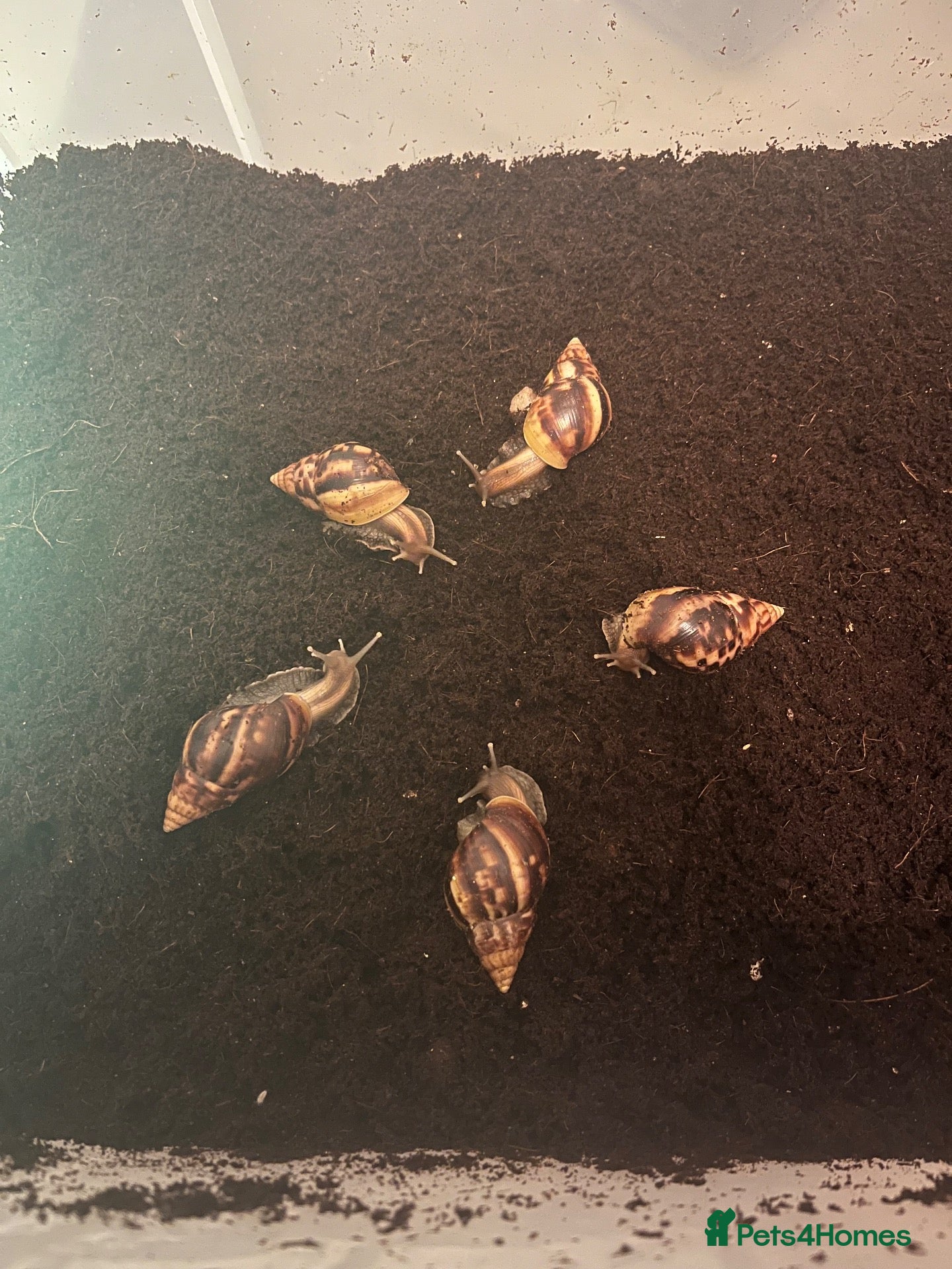Snails invertebrates Mixed invertebrates (READ DESCRIPTION) - Advert 11