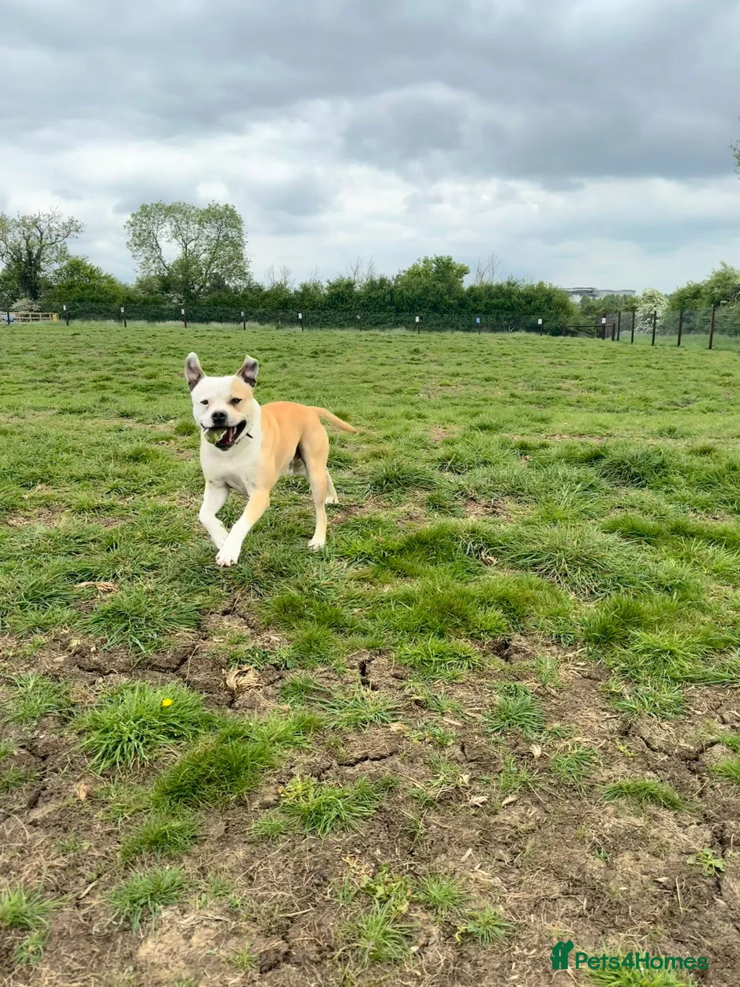 Mixed Breed dogs for sale: Staffordshire bull terrior cross lab  - Advert 1