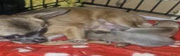 Chihuahua dogs for sale: Kc registered female chihuahua puppy in London - Advert 2