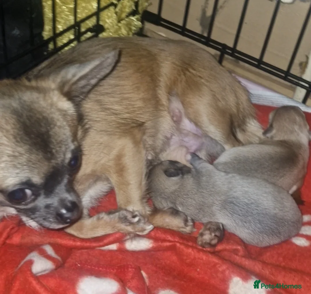 Chihuahua dogs for sale: Kc registered female chihuahua puppy in London - Advert 2
