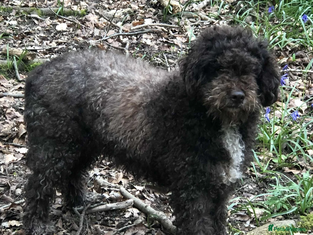 Lagotto Romagnolo dogs for sale: Three wonderful Lagotto pups available now - Advert 13
