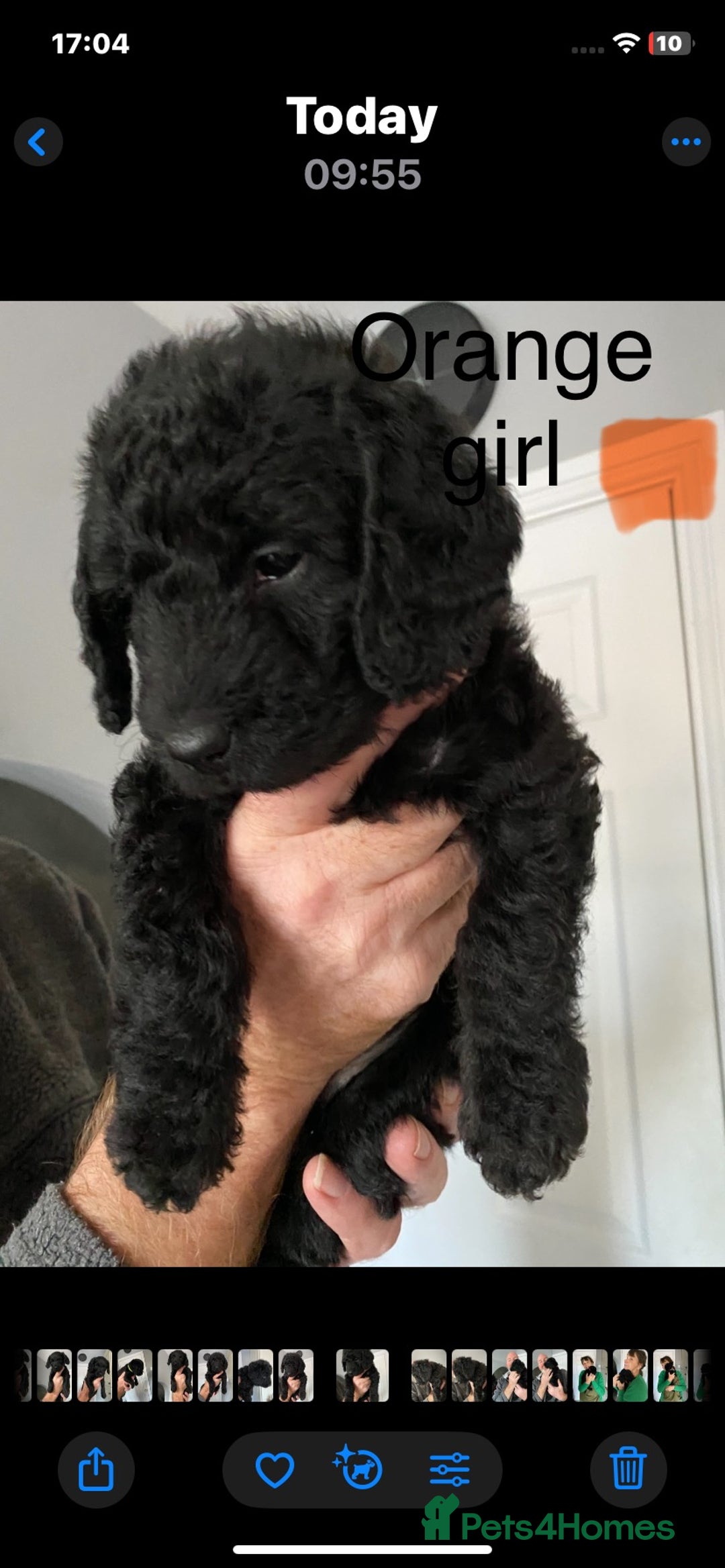 Mixed Breed dogs for sale: BEDLINGTON X COCKERPOO 4 GORGEOUS GIRLS!! - Advert 3