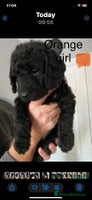 Mixed Breed dogs BEDLINGTON X COCKERPOO 4 GORGEOUS GIRLS!! - Advert 11