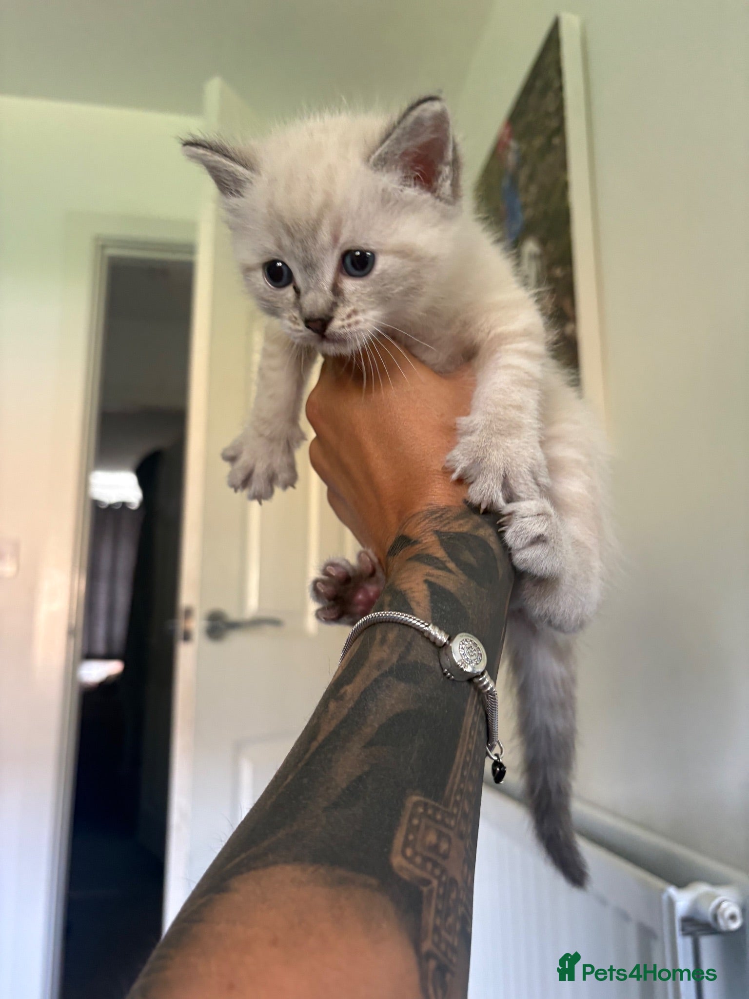 Ragdoll cats RAGDOLL X KITTENS FOR SALE - Advert 2