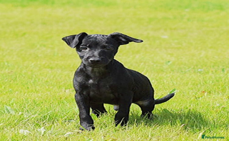 Patterdale Terrier dogs - Advert 8