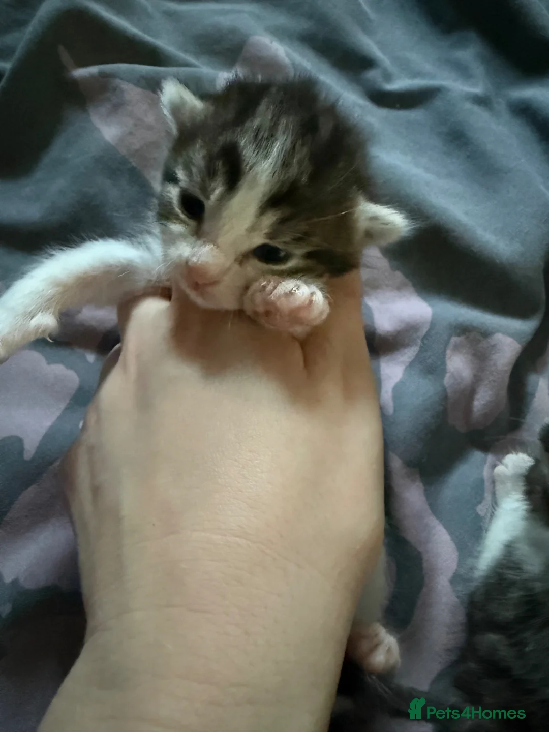 Mixed Breed cats for sale: 2 white and tabby boys  - Advert 8