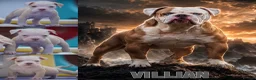 Olde English Bulldogge dogs for sale: 24 years 5⭐️Licensed & Registered, uk No 1  - Advert 5