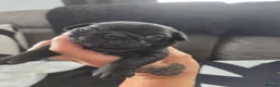 Pug dogs for sale: Male pugs - Advert 7