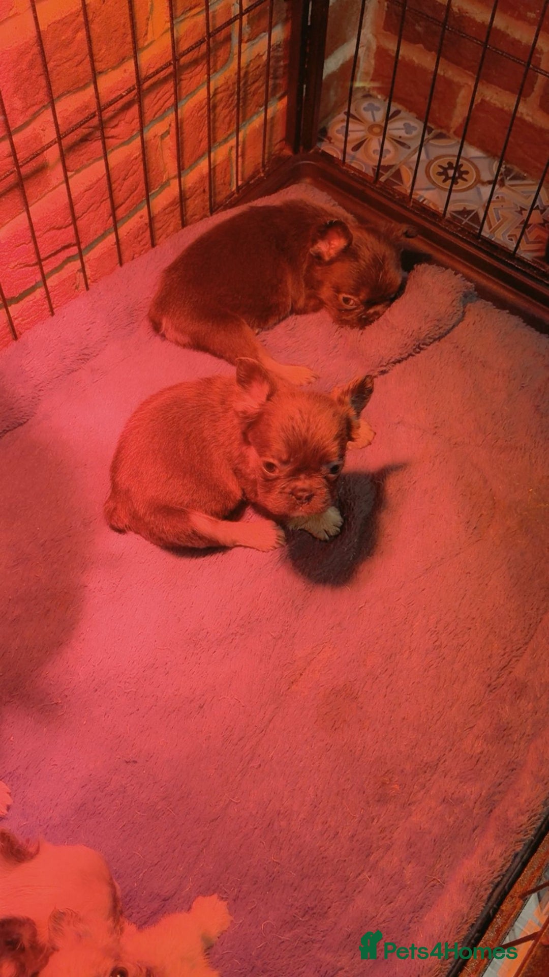 French Bulldog dogs for sale: Full fluffy French bulldogs Pink  - Advert 17