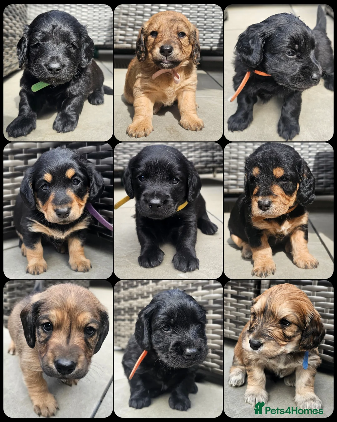 Mixed Breed dogs for sale: Dachshund x Labradoodle  - Advert 1