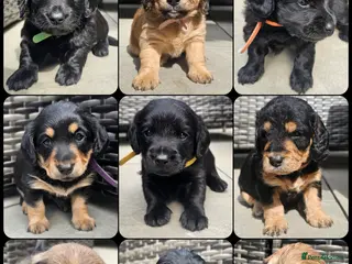 Mixed Breed dogs Dachshund x Labradoodle - Advert 8