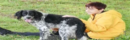 English Setter dogs for adoption: Moro  in Frinton-on-Sea - Advert 2