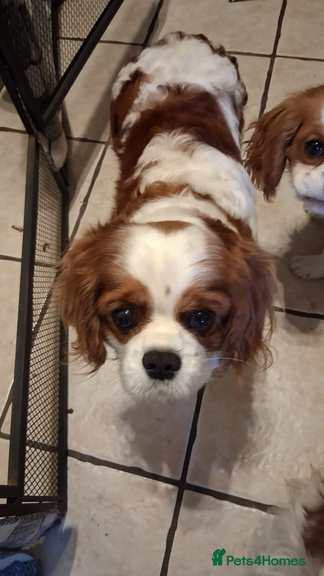 Cavalier King Charles Spaniel dogs for sale: Cavalier King Charles Spaniel puppies  - Advert 2