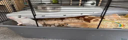Gerbil rodents for sale: 2 x Gerbils and Cage (free to good home) - Advert 11
