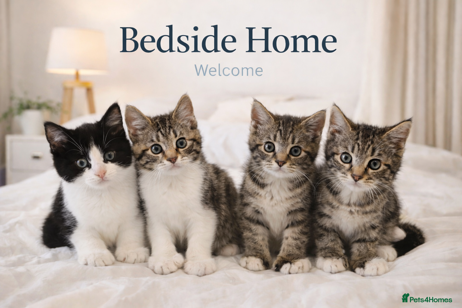 Mixed Breed cats Male Kittens for Sale-Polydactyl & Tabby  - Advert 1