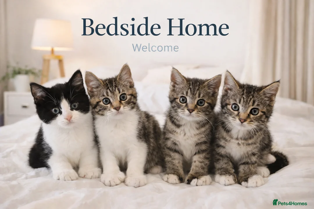 Mixed Breed cats for sale: Male Kittens for Sale-Polydactyl & Tabby  - Advert 1