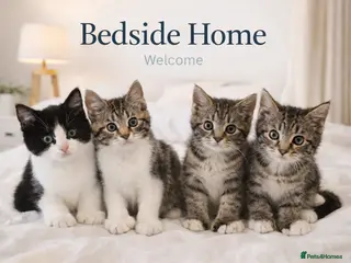 Mixed Breed cats Male Kittens for Sale-Polydactyl & Tabby - Advert 1