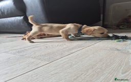 Labrador Retriever dogs for sale: Top quality KC registered labrador pups  - Image 14