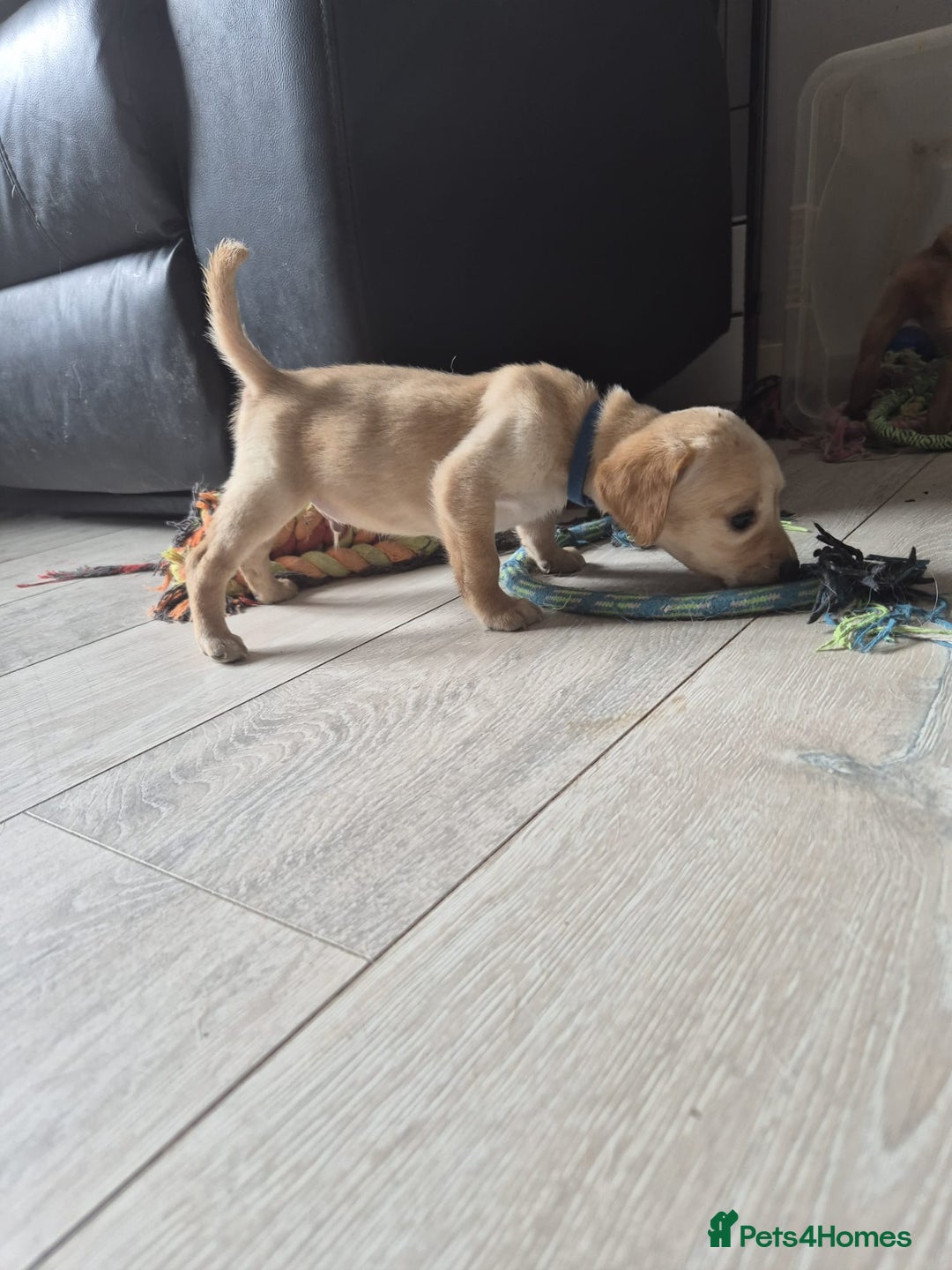 Labrador Retriever dogs for sale: Top quality KC registered labrador pups  - Image 14