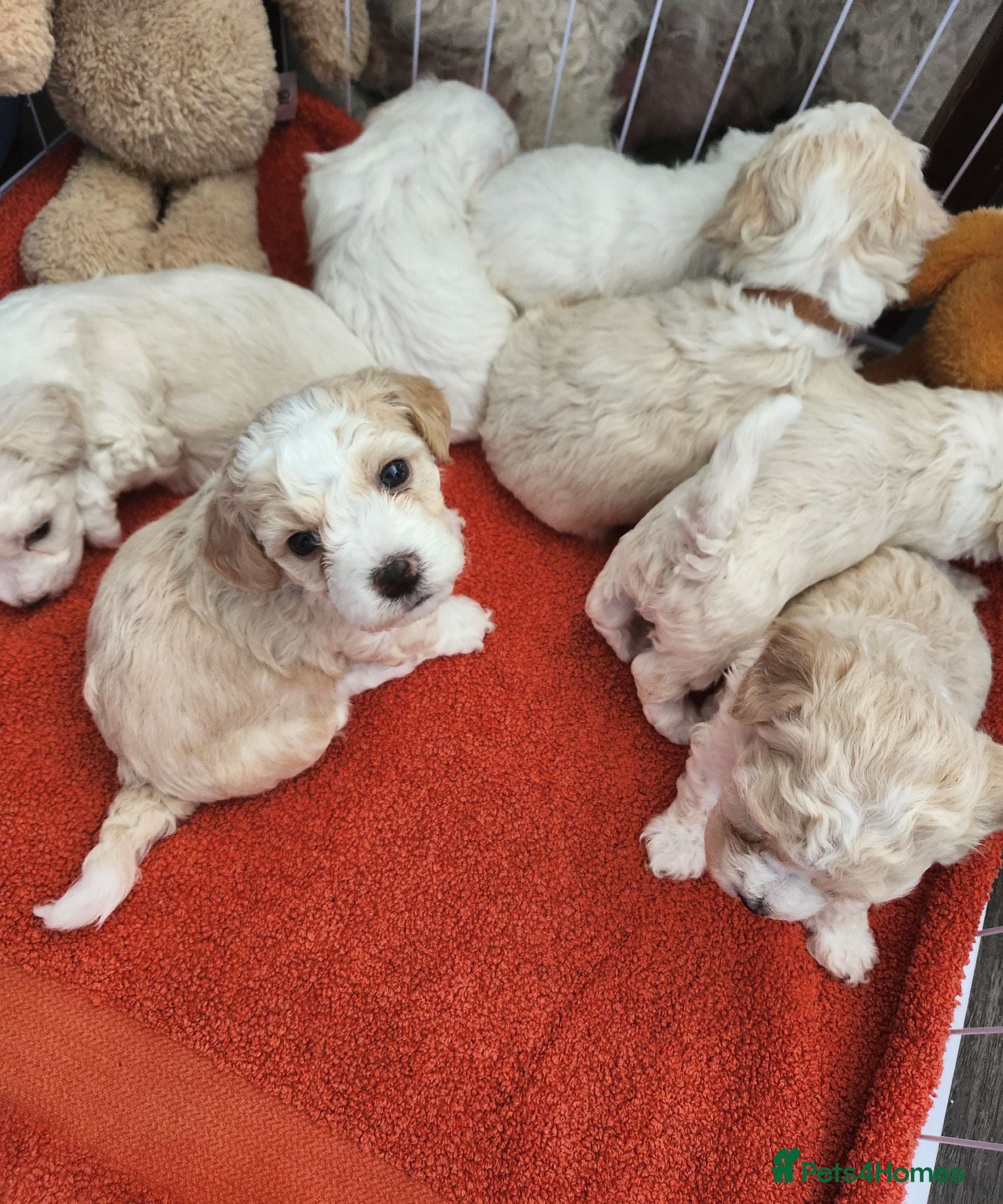 Bichon Frise dogs Bichon maltese for sale. - Advert 2