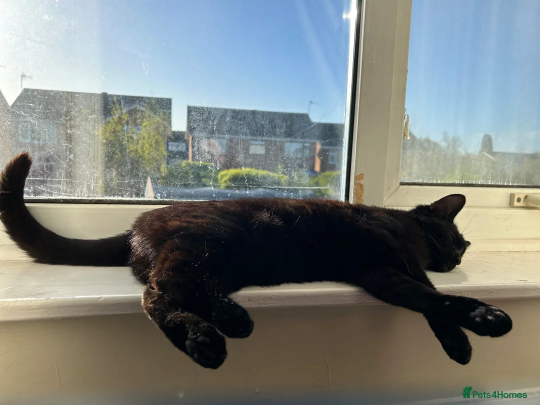 British Shorthair cats for adoption: British shorthair Black cat  in Birmingham - Advert 2