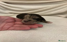 Cocker Spaniel dogs for sale: Cocker Spaniel Pups Seeking Forever Homes!💖 - Image 13