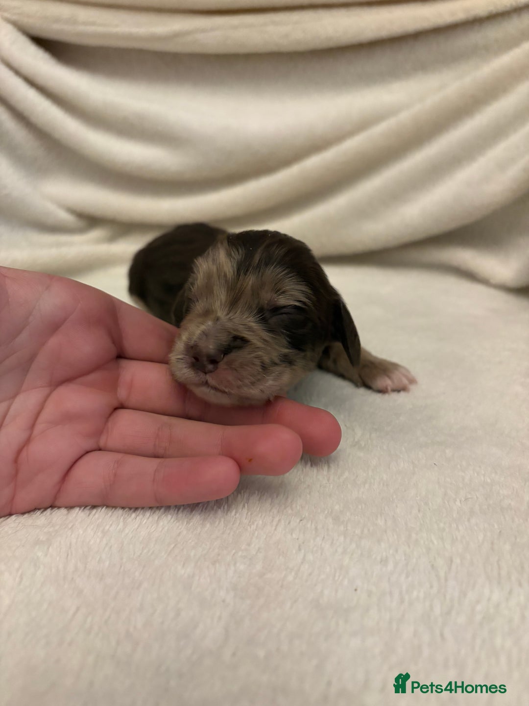 Cocker Spaniel dogs for sale: Cocker Spaniel Pups Seeking Forever Homes!💖 - Image 13