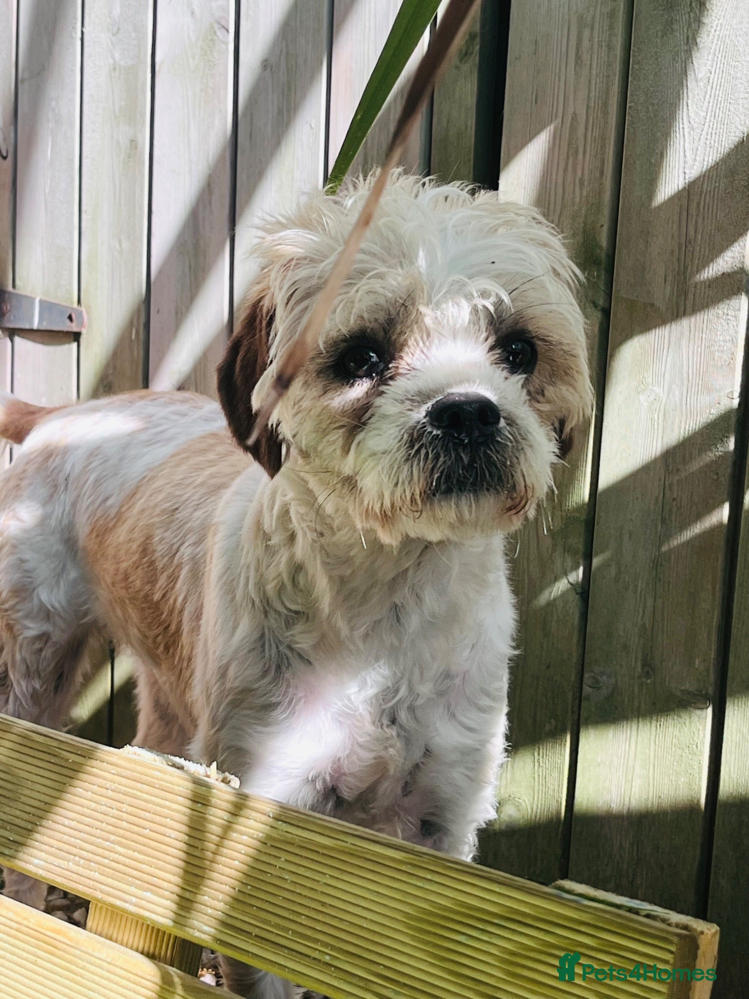 Cavapoo dogs Beautiful cavapoo girl ❤️ - Advert 1