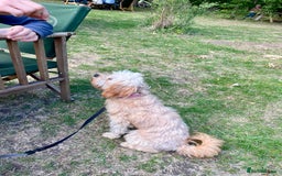 Cavapoo dogs for sale: One year old Female Spayed Apricot Cavapoo  - Image 10