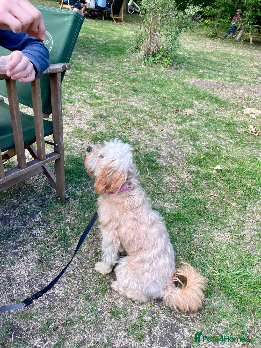 Cavapoo dogs for sale: One year old Female Spayed Apricot Cavapoo  - Image 10