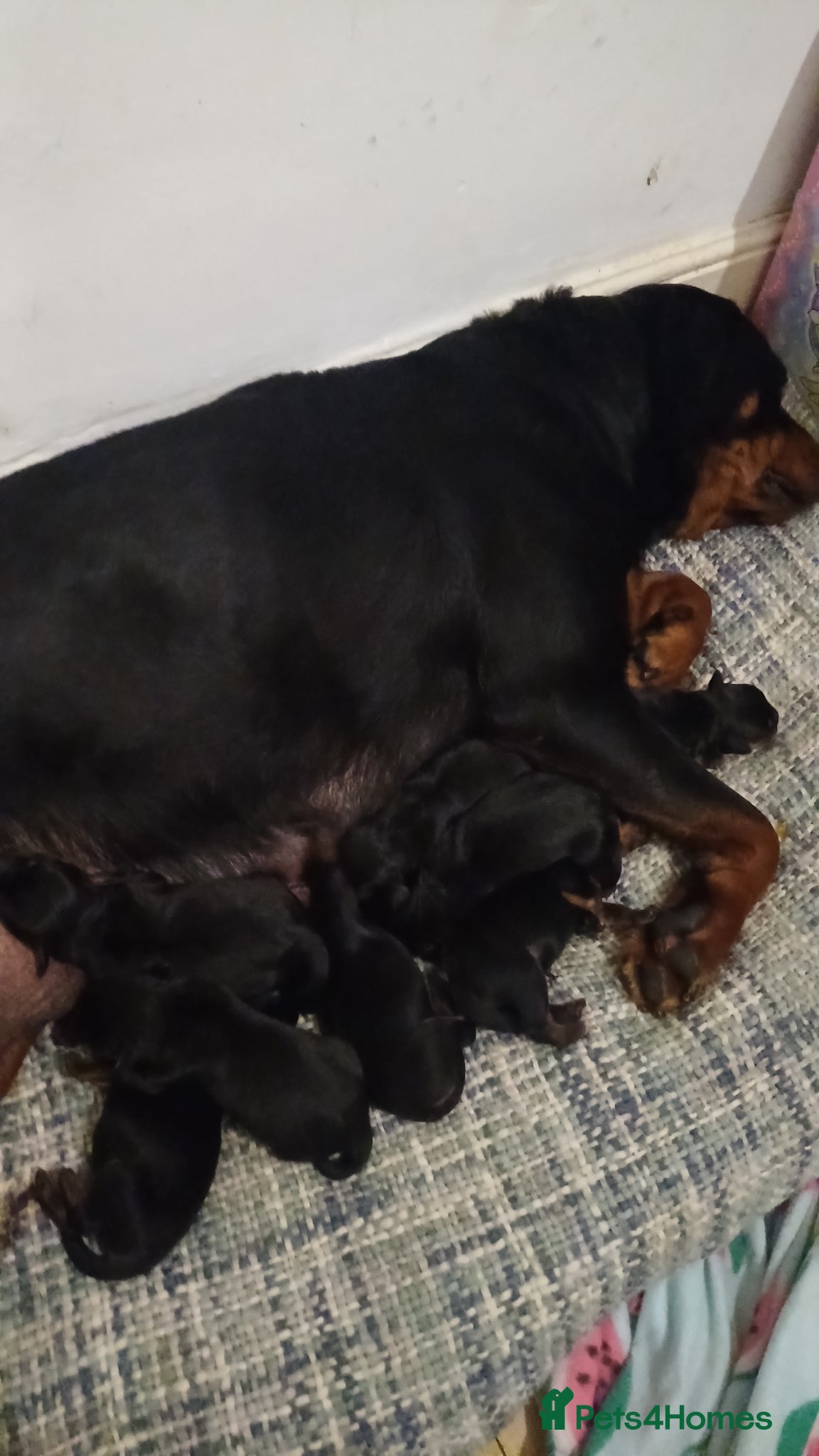 Rottweiler dogs 🐾 Beautiful Rottweiler Puppies 7 Boys & 1 Girl 🐾 - Advert 2