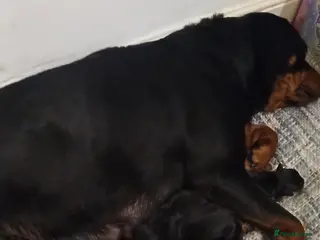 Rottweiler dogs 🐾 Beautiful Rottweiler Puppies 7 Boys & 1 Girl 🐾 - Advert 2