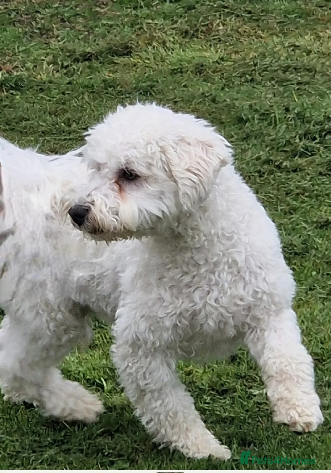 Mixed Breed dogs for sale: Teddy is 3 years old in Witham - Advert 2