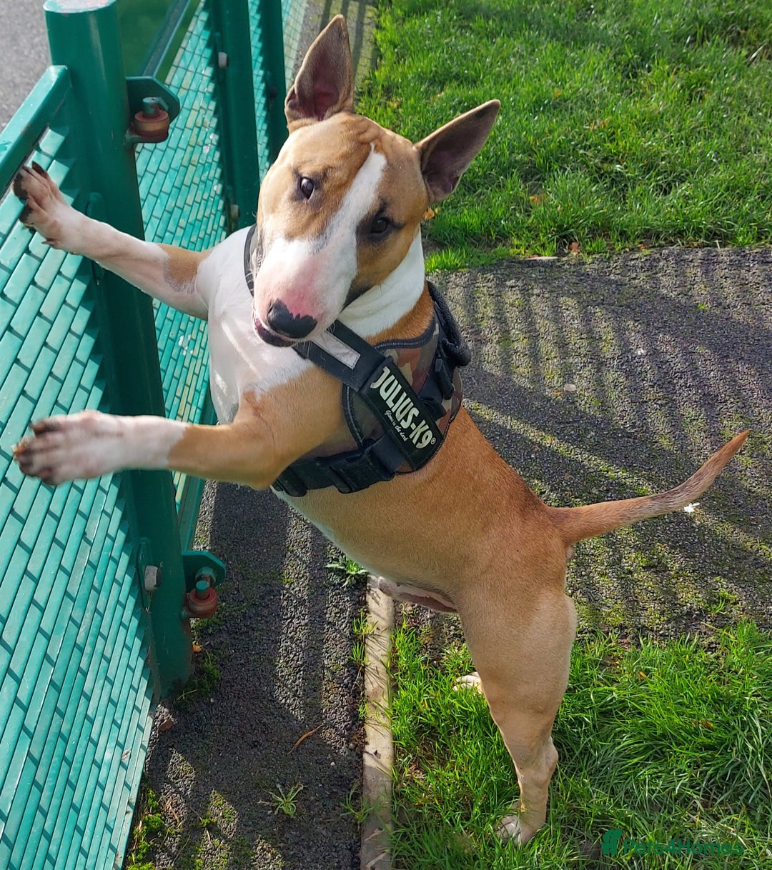 English Bull Terrier dogs for stud: Quality Kc Registered Red & White in Southampton - Advert 10