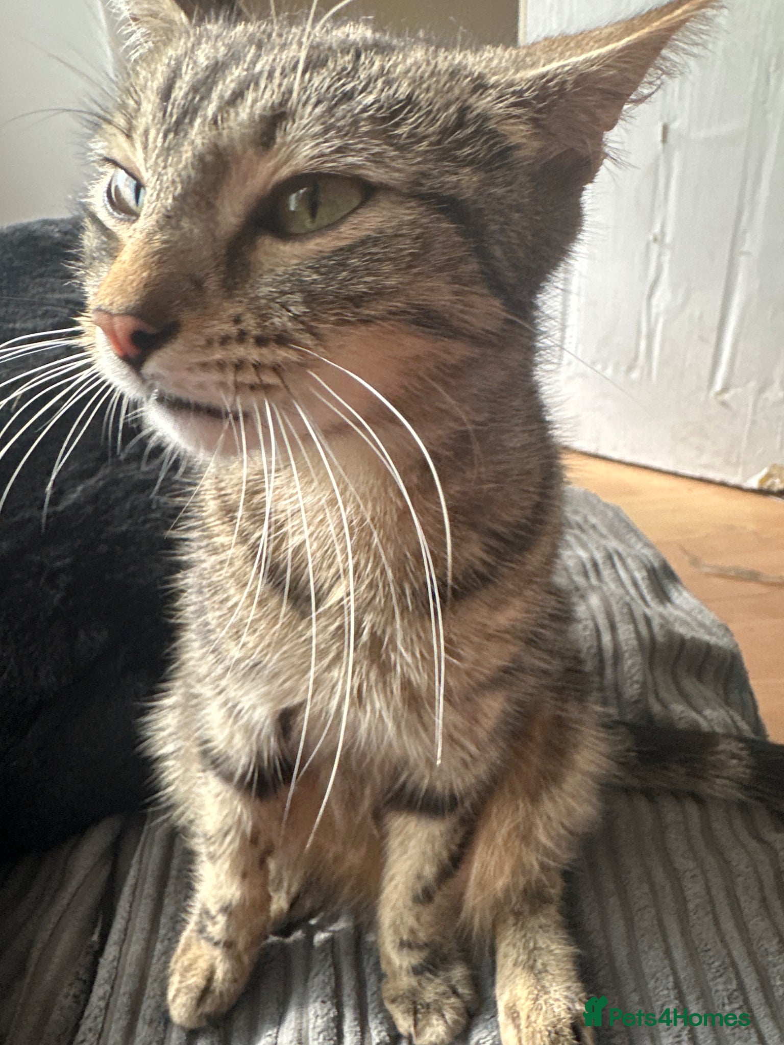 Mixed Breed cats Female Calico and Male Tabby - Advert 1