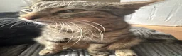 Mixed Breed cats for sale: Female Calico and Male Tabby in Hounslow - Advert 1