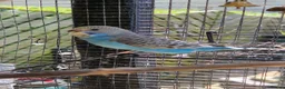Budgerigars birds for sale: 4 blue chicks and 1 adult male  - Advert 2