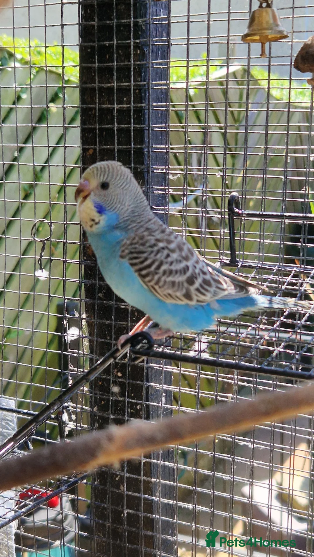 Budgerigars birds for sale: 4 blue chicks and 1 adult male  - Advert 2
