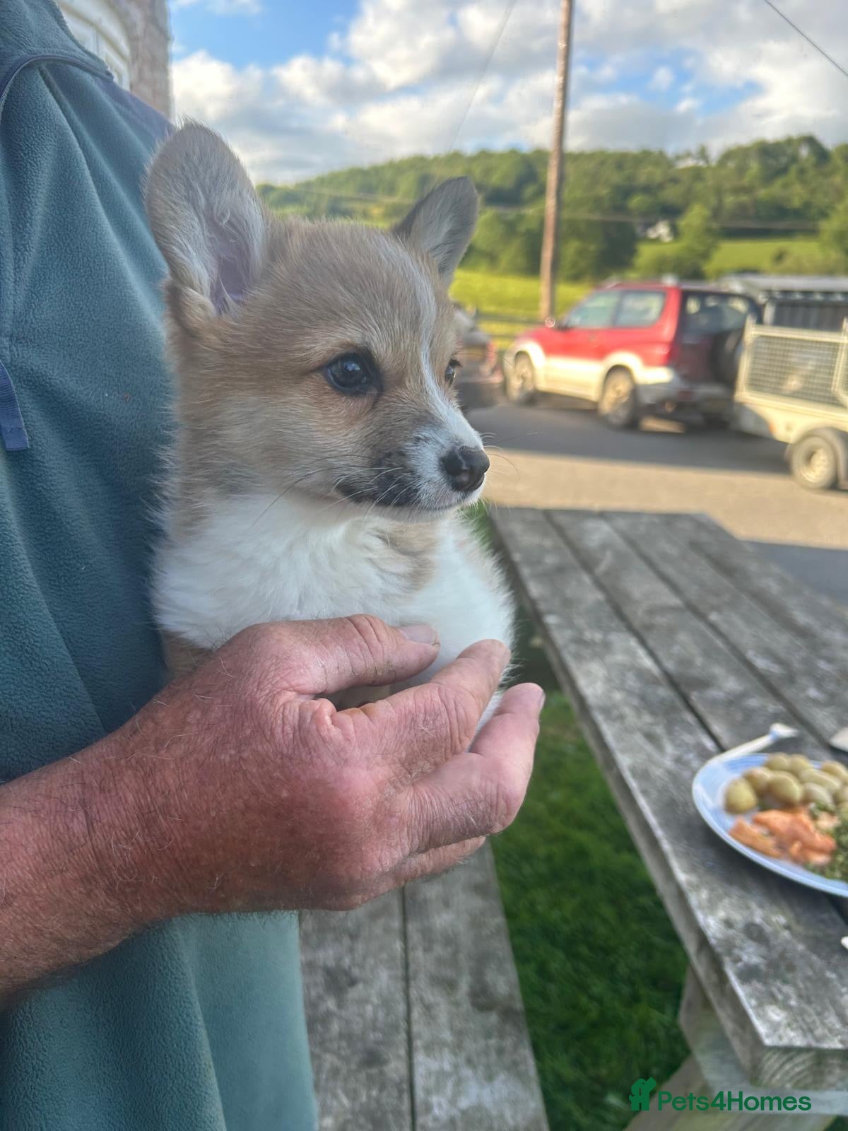 Welsh Corgi Pembroke dogs for sale: Lovely Corgi Girl Pup - Ready To Go - Advert 1