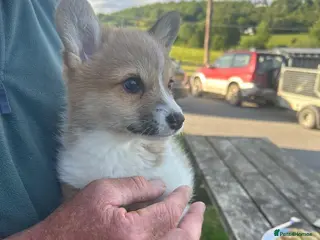Welsh Corgi Pembroke dogs Lovely Corgi Girl Pup - Ready To Go - Advert 1