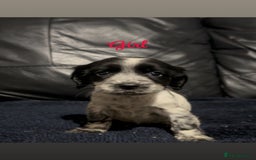 Cocker Spaniel dogs for sale: Adorable cocker spaniel puppies - Image 22