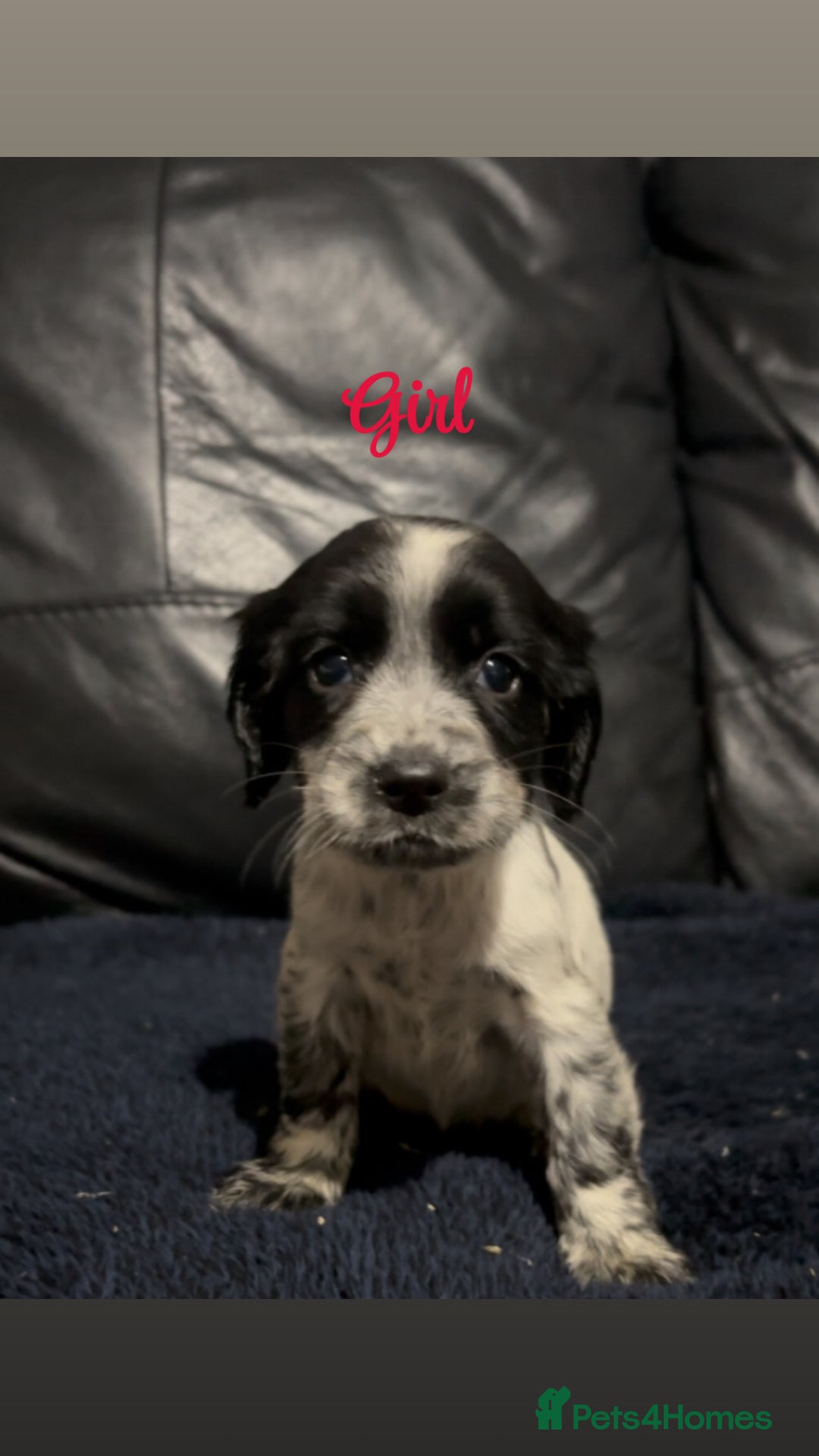 Cocker Spaniel dogs for sale: Adorable cocker spaniel puppies - Image 22