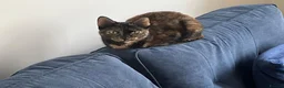 Mixed Breed cats for sale: Beautiful tortoiseshell cat - Advert 5