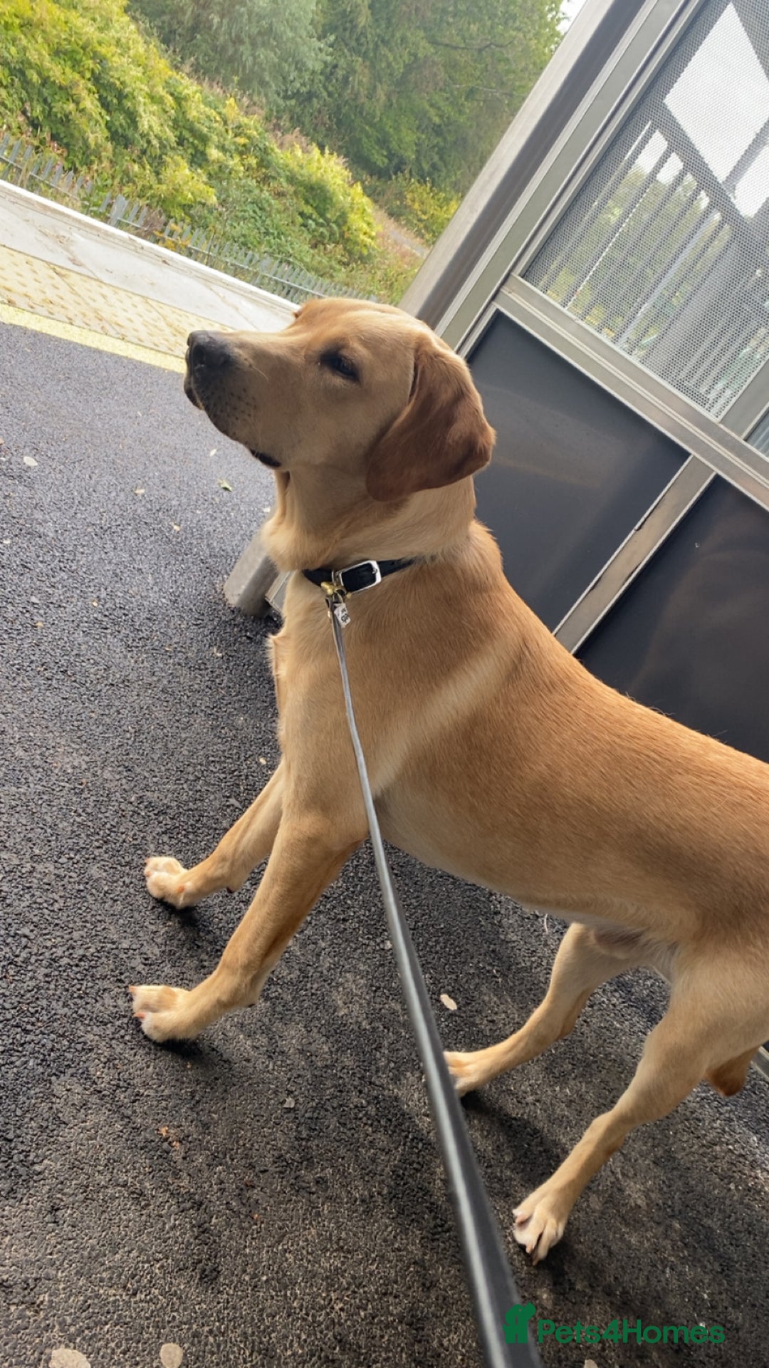 Goldador dogs for sale: Golden Lab loki  - Image 2